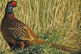 Common Pheasant