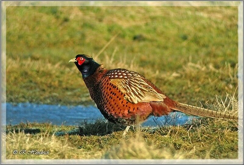 Common Pheasant