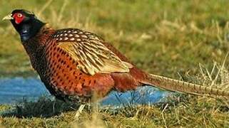 Common Pheasant