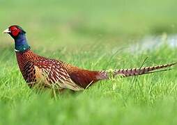 Common Pheasant