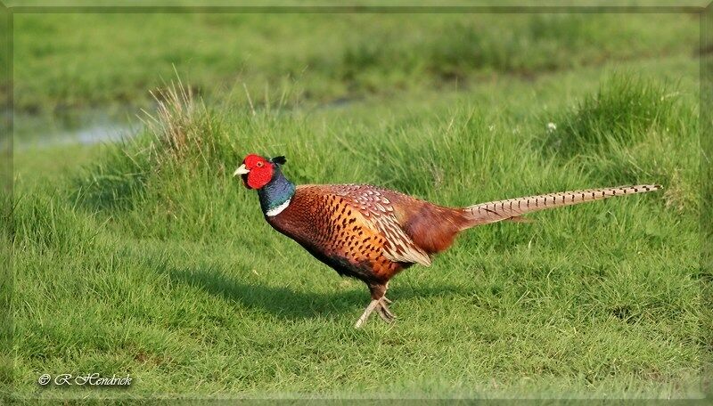 Common Pheasant