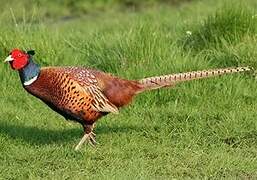 Common Pheasant