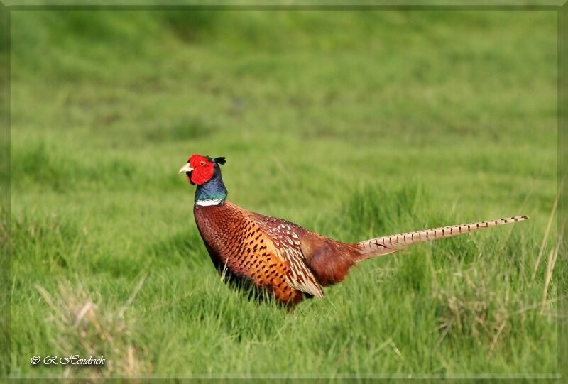 Common Pheasant