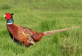 Common Pheasant