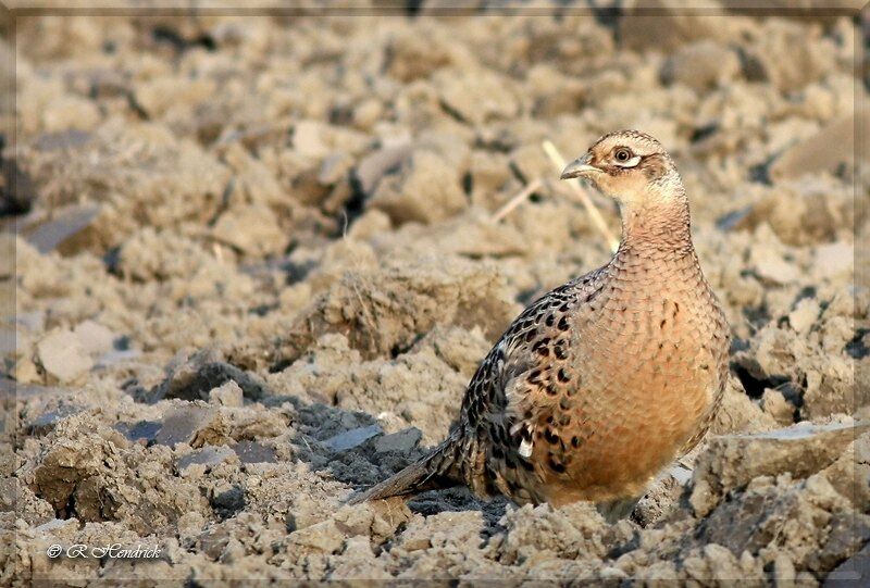 Common Pheasant