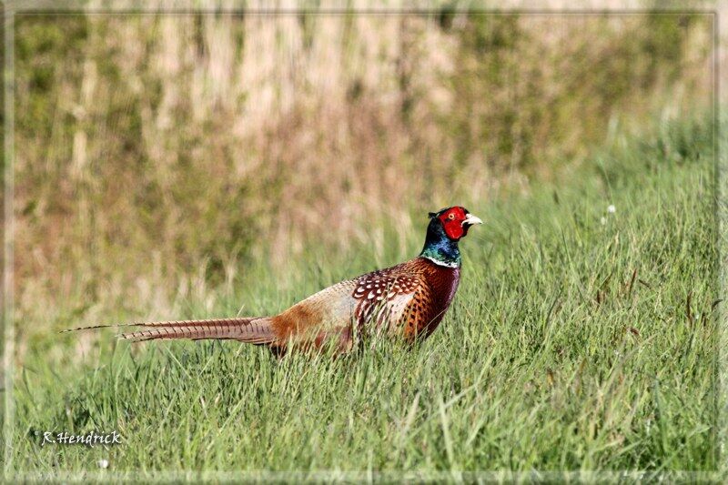 Common Pheasant