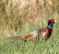 Common Pheasant