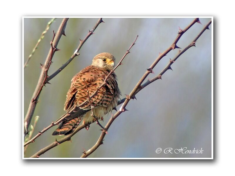 Common Kestrel