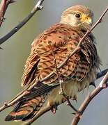 Common Kestrel