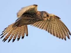 Common Kestrel