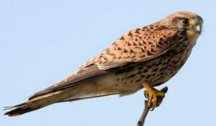 Common Kestrel