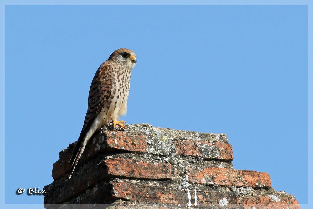 Lesser Kestrel