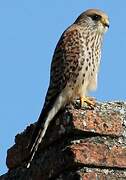 Lesser Kestrel