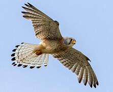 Lesser Kestrel