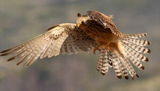 Lesser Kestrel