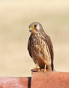 Lesser Kestrel