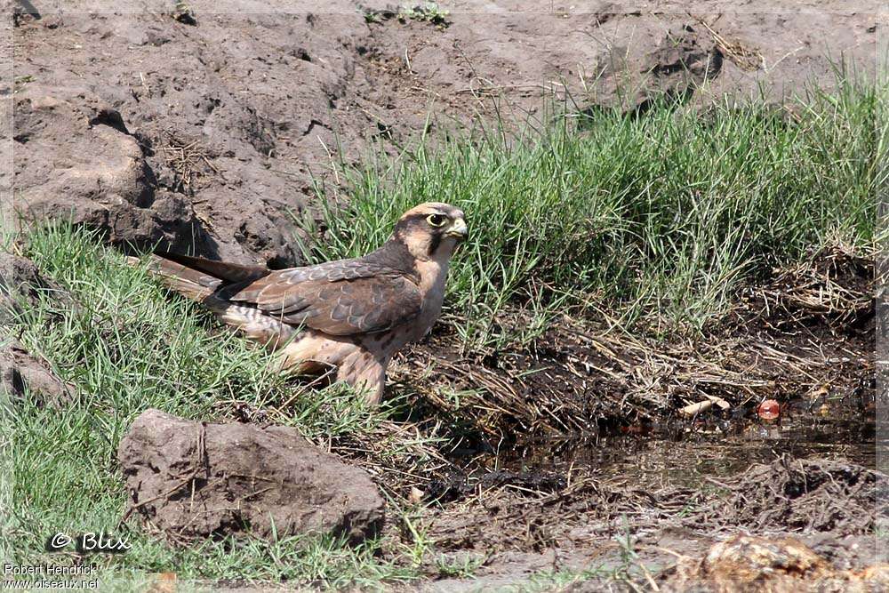 Lanner Falconsubadult, pigmentation