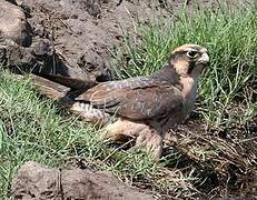 Lanner Falcon