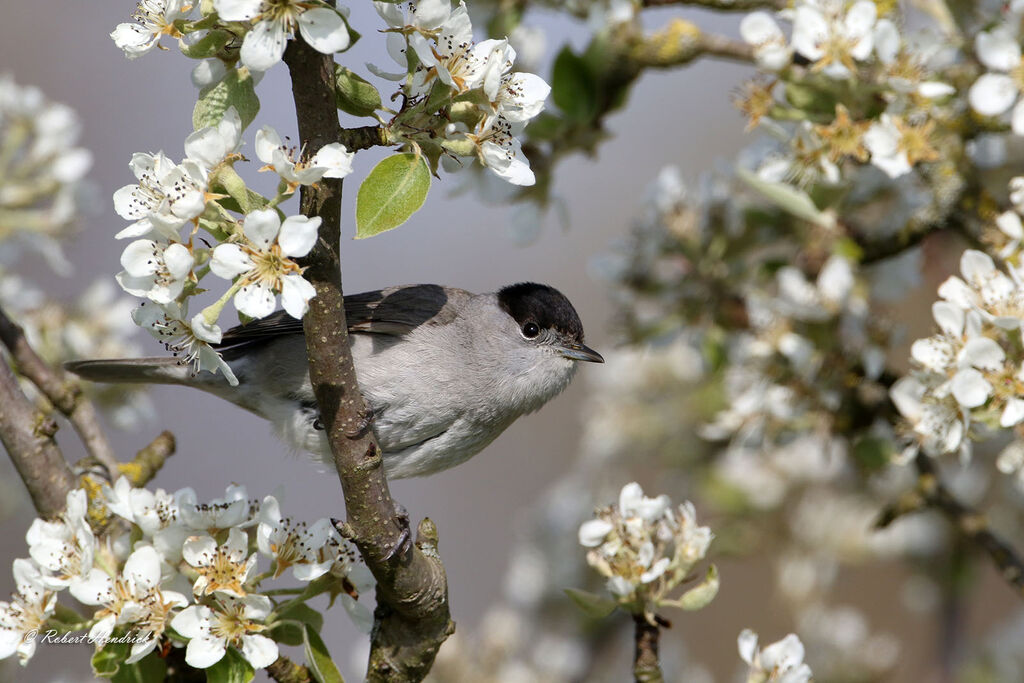 Eurasian Blackcap