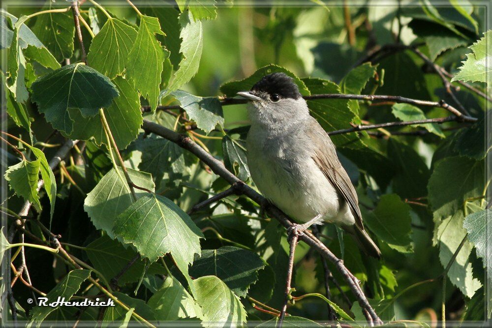 Eurasian Blackcap