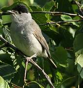 Eurasian Blackcap