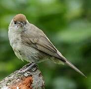 Eurasian Blackcap