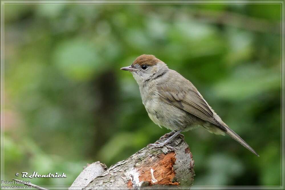 Fauvette à tête noire femelle adulte, identification