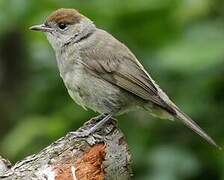 Eurasian Blackcap