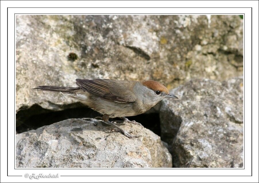 Eurasian Blackcap