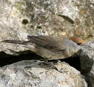 Eurasian Blackcap