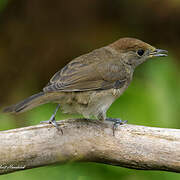 Eurasian Blackcap