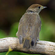 Eurasian Blackcap