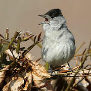 Eurasian Blackcap
