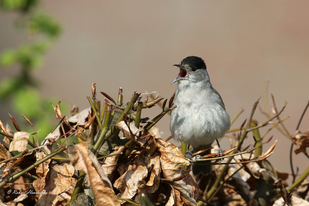 Eurasian Blackcap