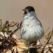 Eurasian Blackcap