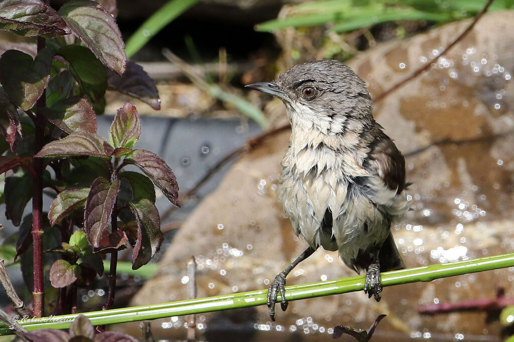 Lesser Whitethroat