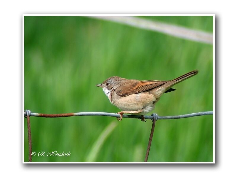 Common Whitethroat