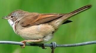 Common Whitethroat