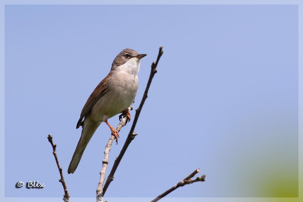 Common Whitethroat