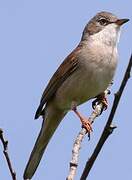 Common Whitethroat