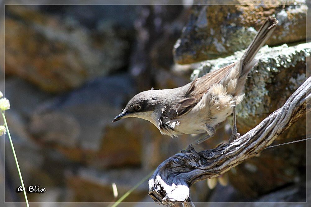 Western Orphean Warbler