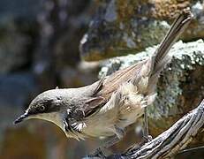 Western Orphean Warbler