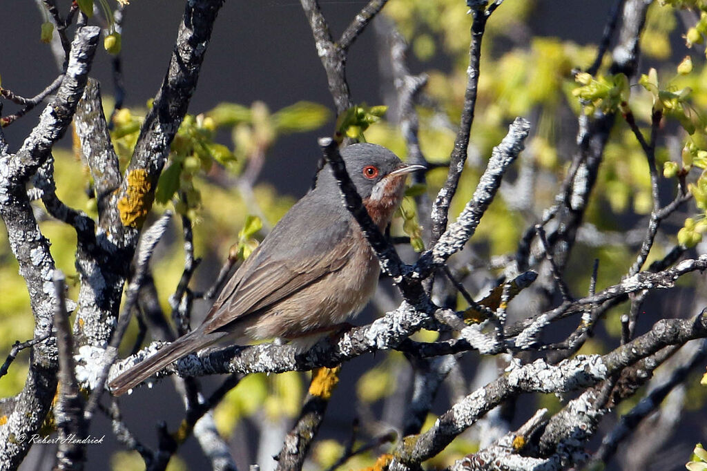 Fauvette passerinette