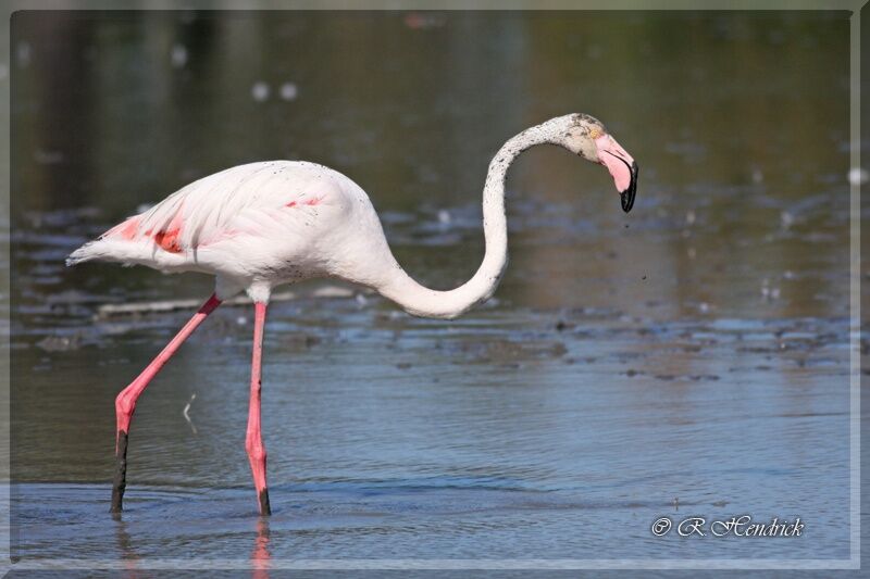 Flamant rose