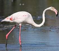 Flamant rose