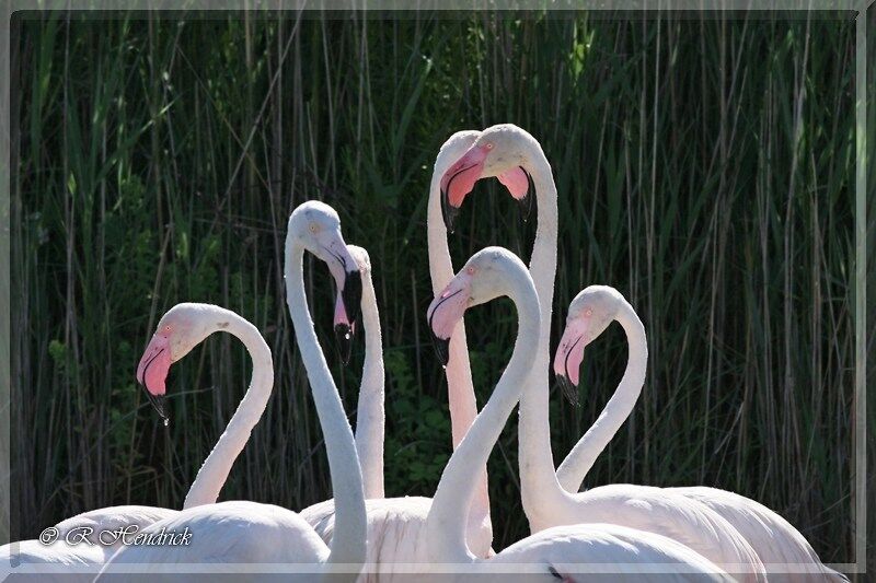 Greater Flamingo