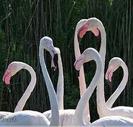 Flamant rose