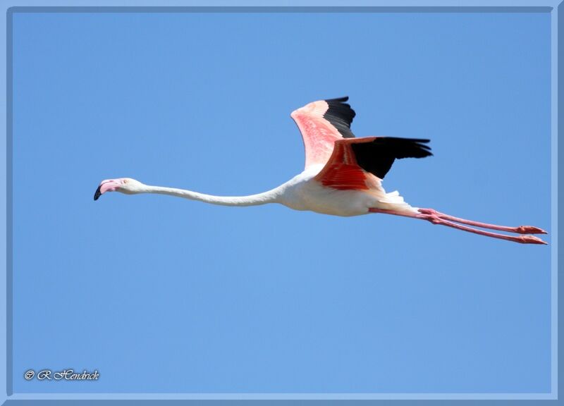 Flamant rose