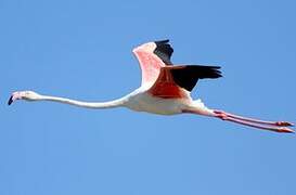 Flamant rose