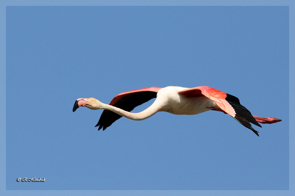 Greater Flamingo